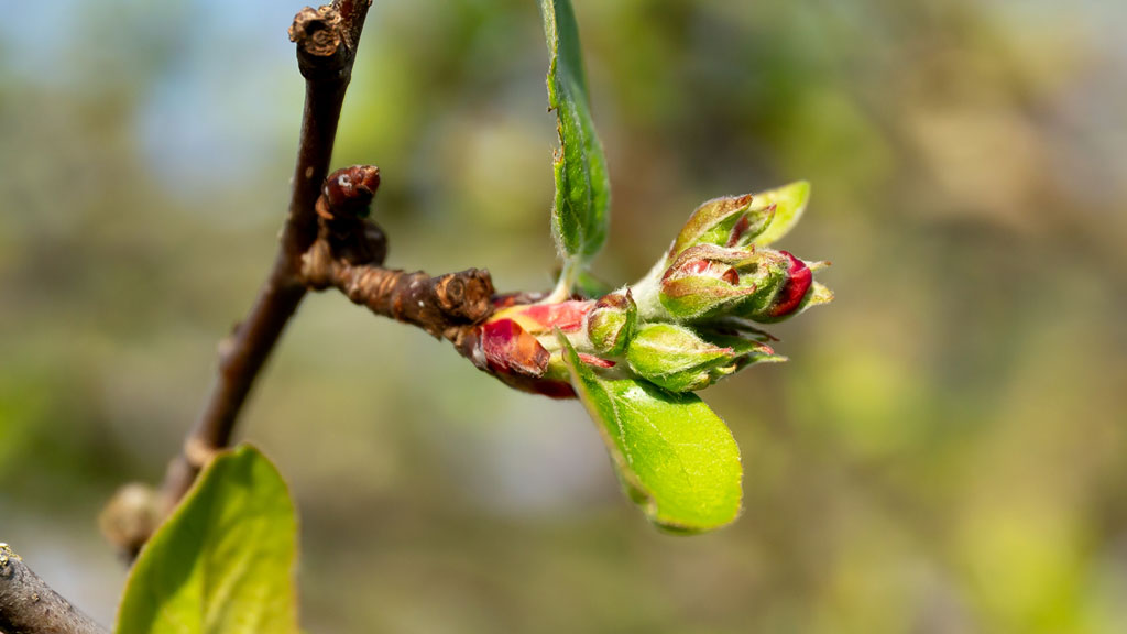 Bourgeons printaniers éclosant sur une branche avec gouttes de rosée gemmothérapie